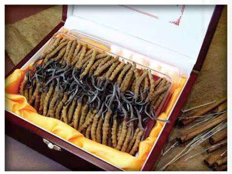 华蓥冬虫夏草回收